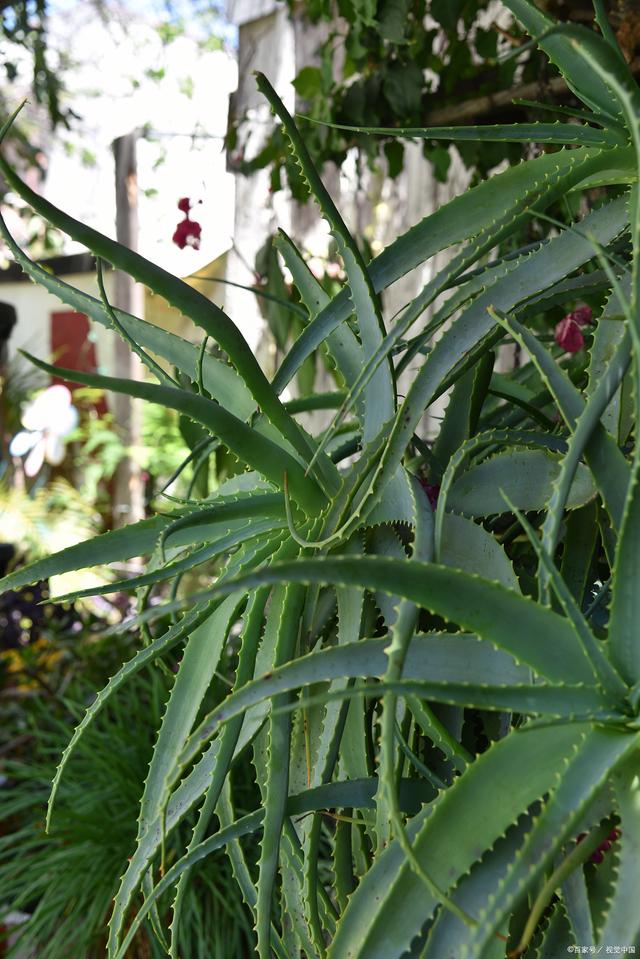 科普展现:带刺植物风水（带刺植物风水禁忌）