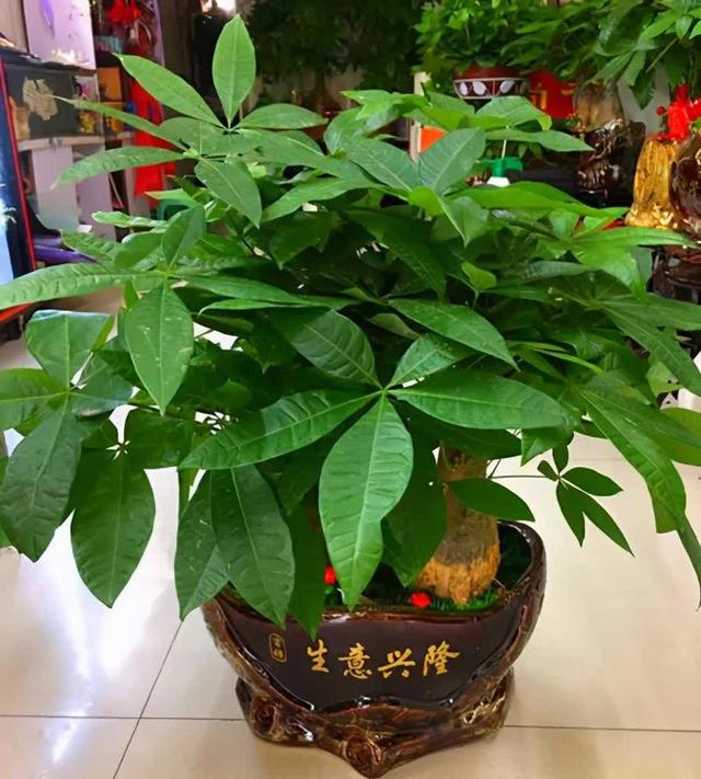 旺财风水植物
