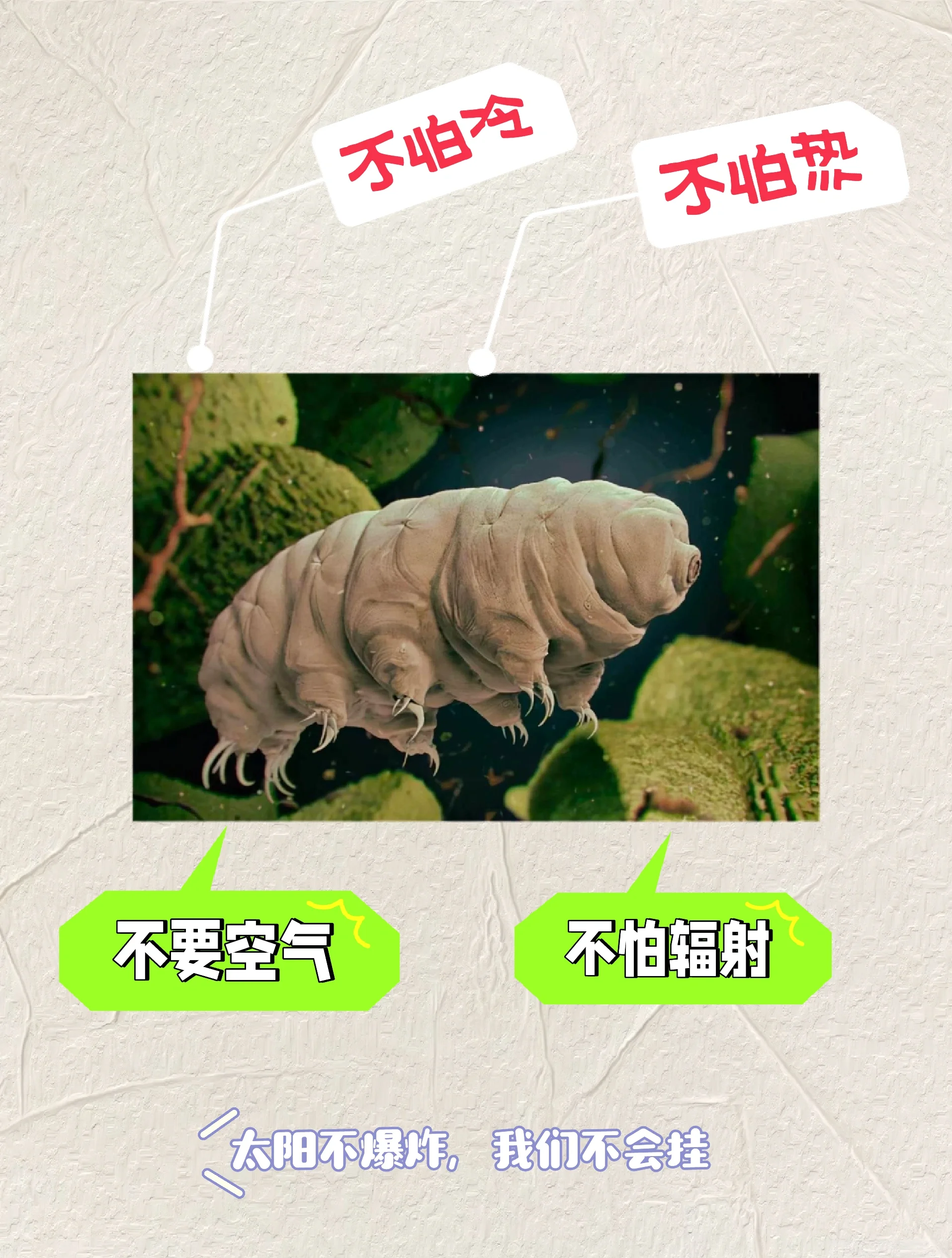 水熊虫寿命多少年