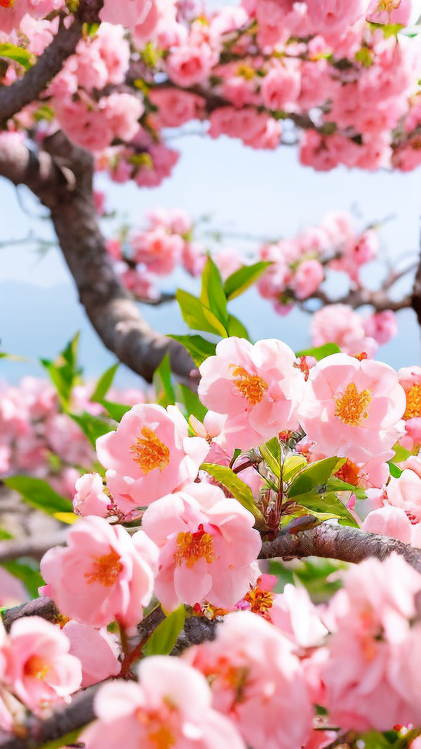 免费测桃花运