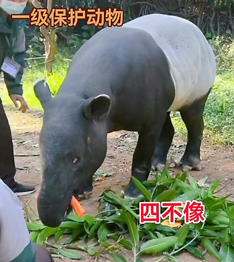 蓝月亮解四不像10期中9期稳赢吗,蓝月亮解四不像10期中9期稳赢吗是真的吗