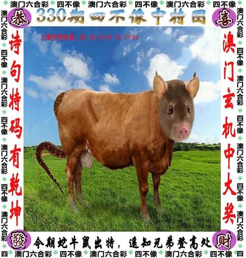 管家婆资料一肖一码期期准,